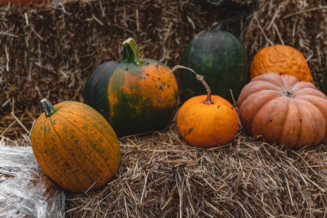 orange and green pumpkin on brown hay