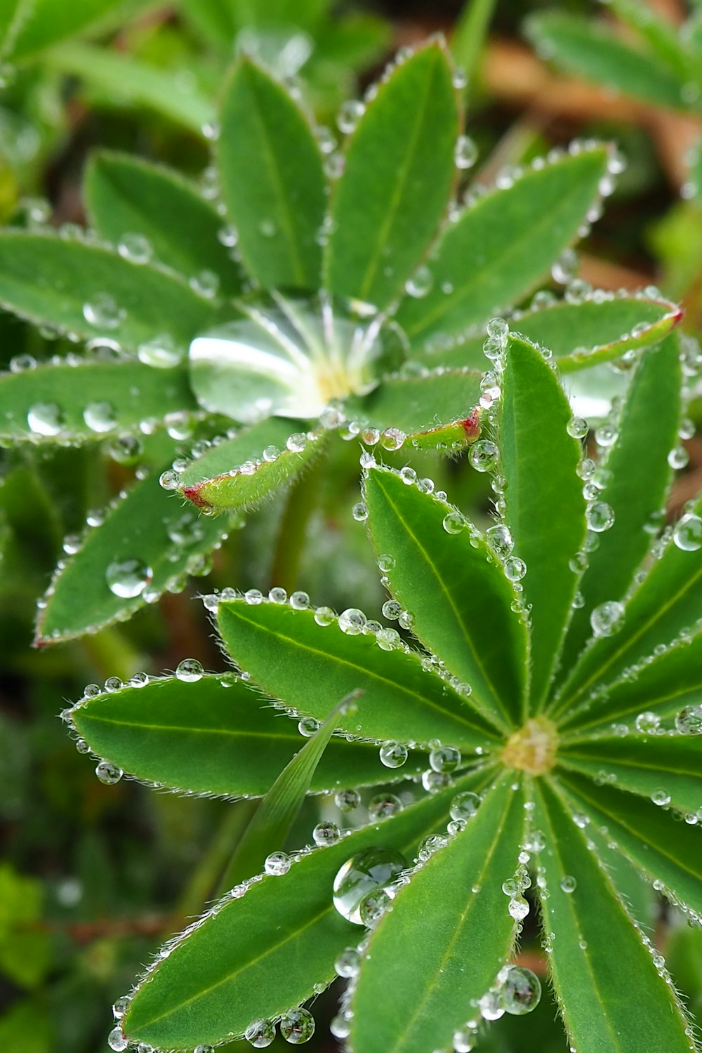 water droplets on green leaf