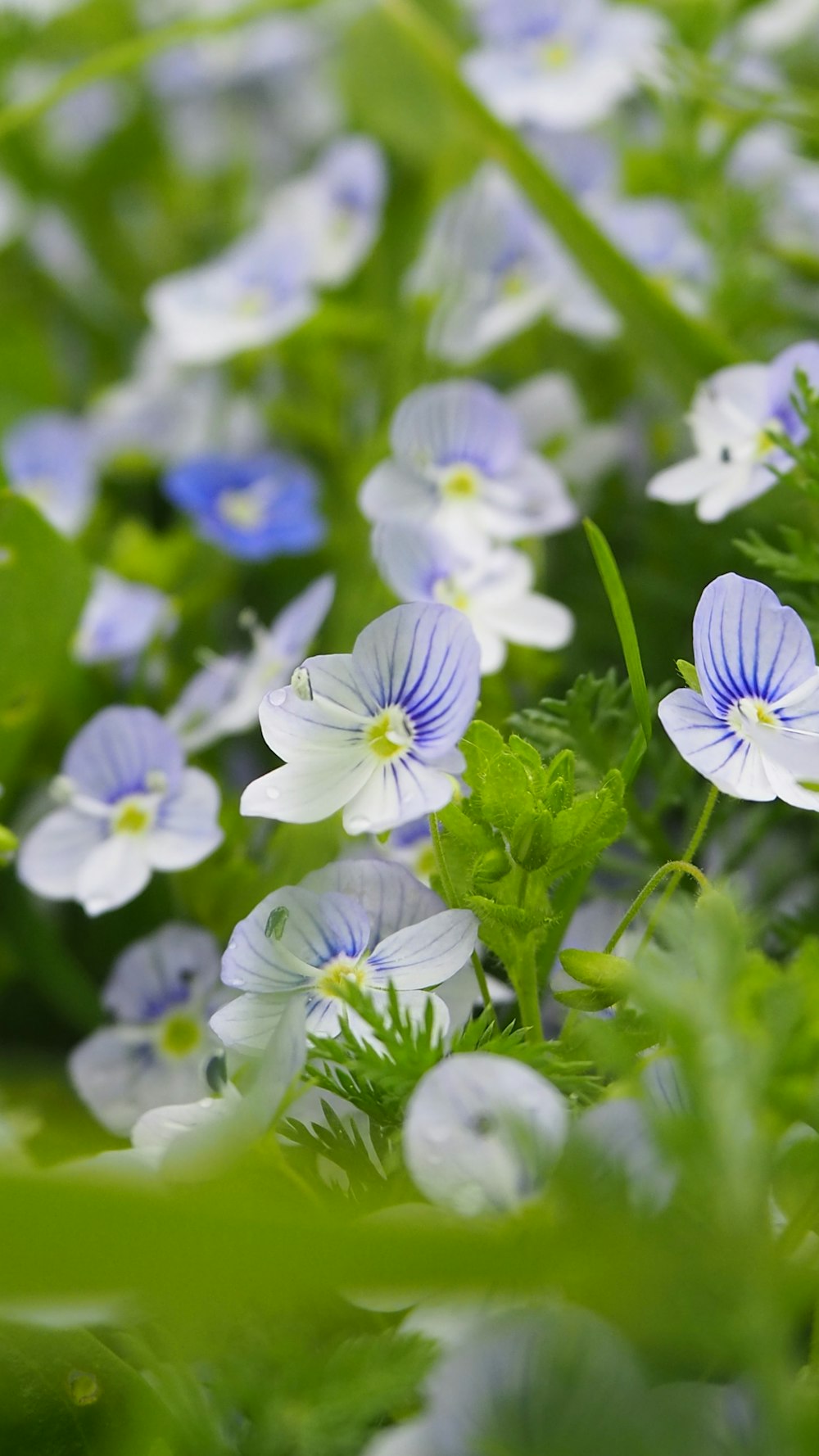 purple flowers in tilt shift lens