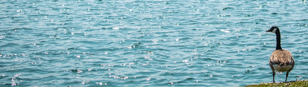 blue body of water during daytime