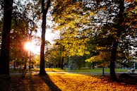 Sunlight filtering through autumn leaves in a quiet park pathway.