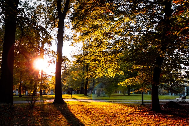 Sunlight filtering through autumn leaves in a quiet park.