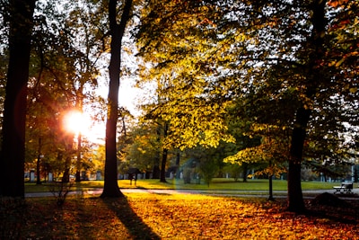 Sunlight filtering through leafy trees over a winding park path with benches.