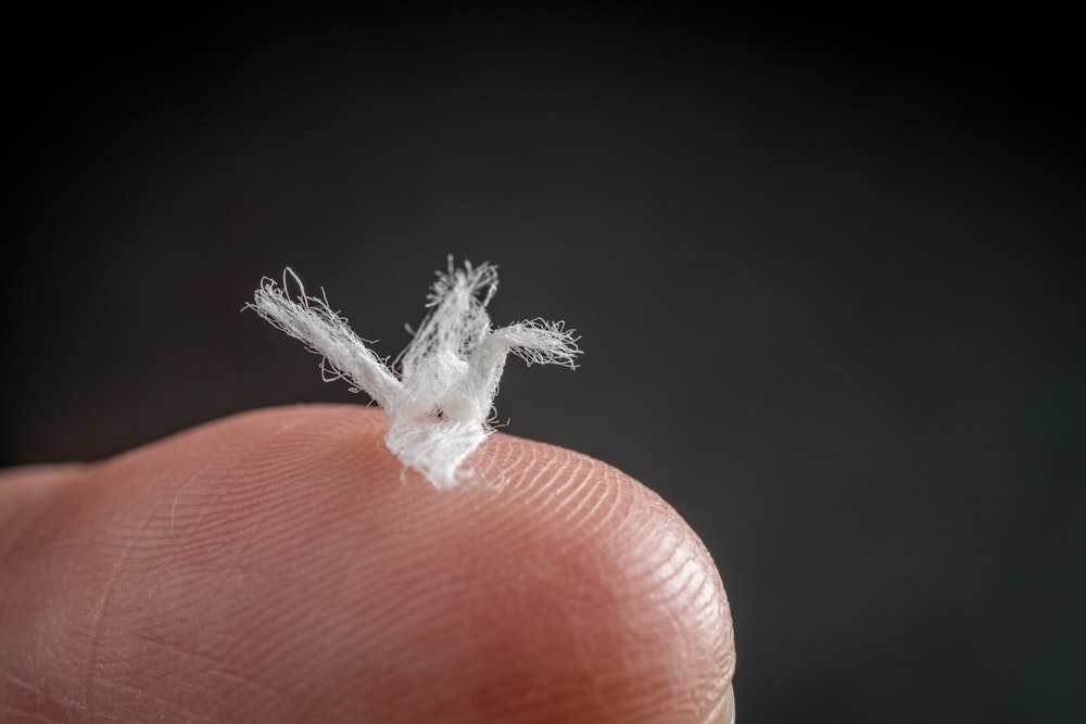 white and gray feather on pink egg