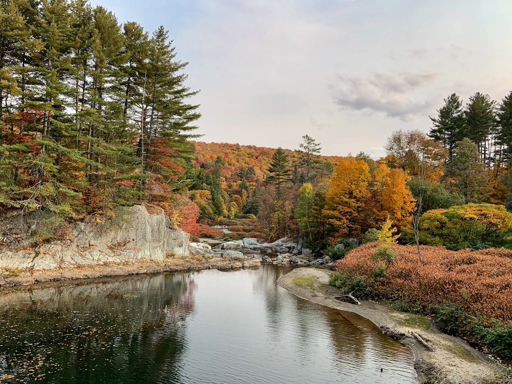 Arbres verts au bord de la rivière sous un ciel nuageux pendant la journée