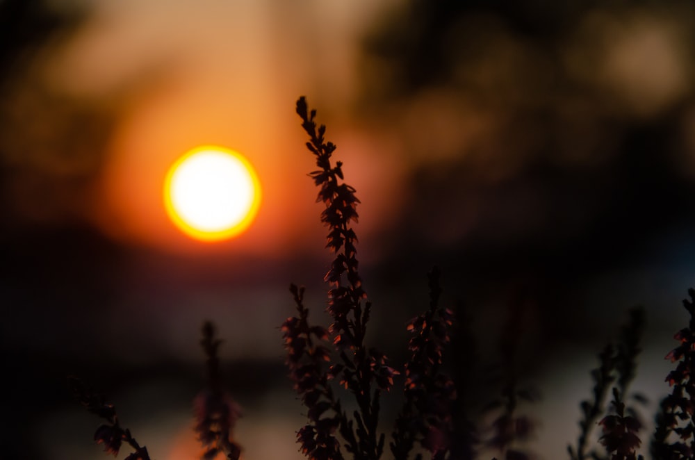 green plant in close up photography during sunset