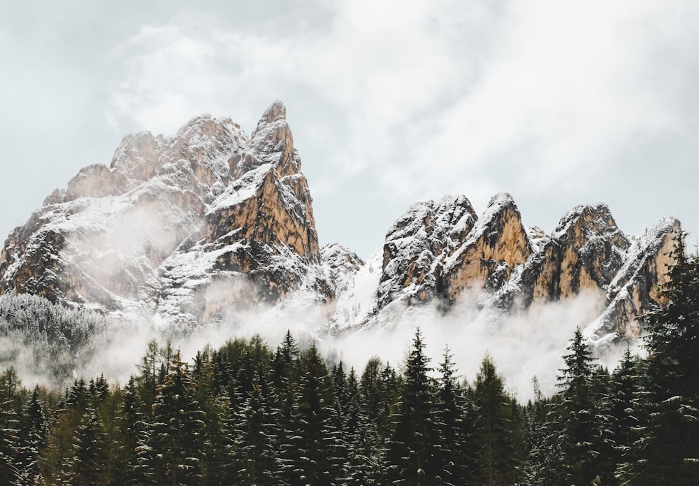 green pine trees near snow covered mountain during daytime