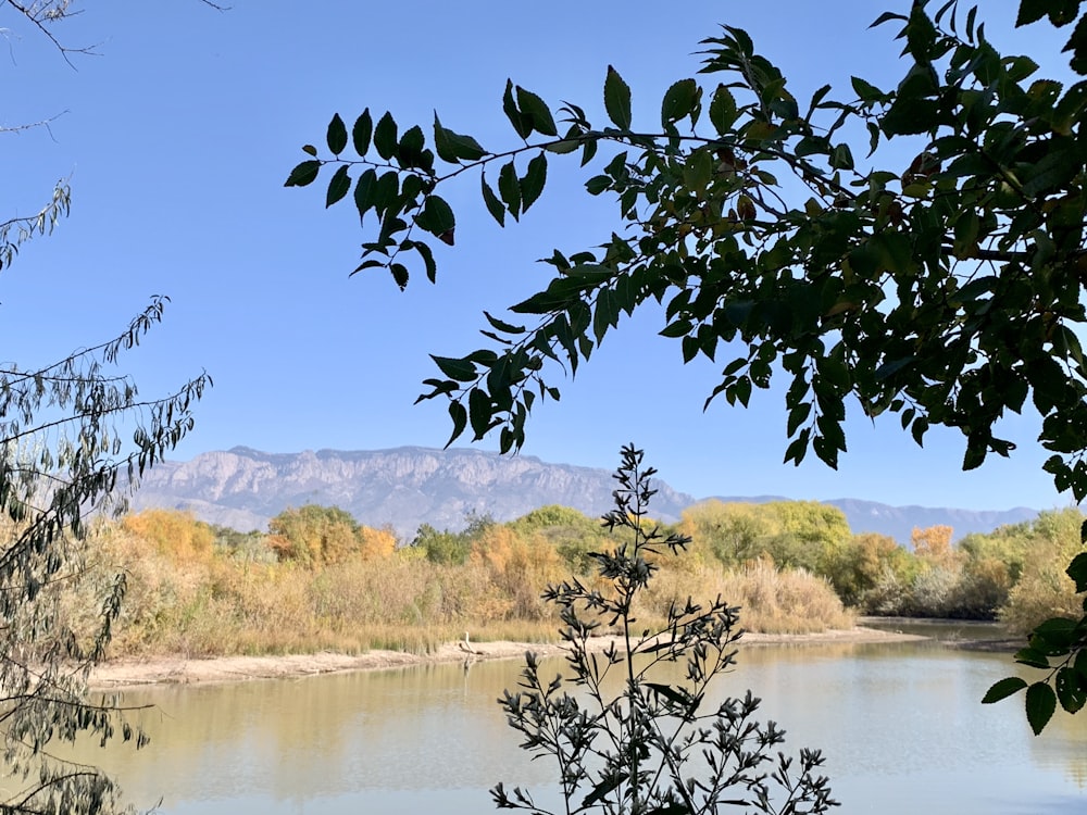 green tree near lake during daytime