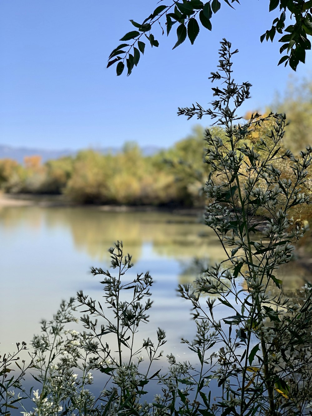 green trees beside lake during daytime