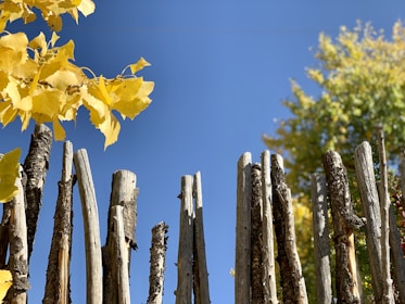 Side view of a wooden fence with rich, vibrant stain highlighting wood texture against bright blue sky.