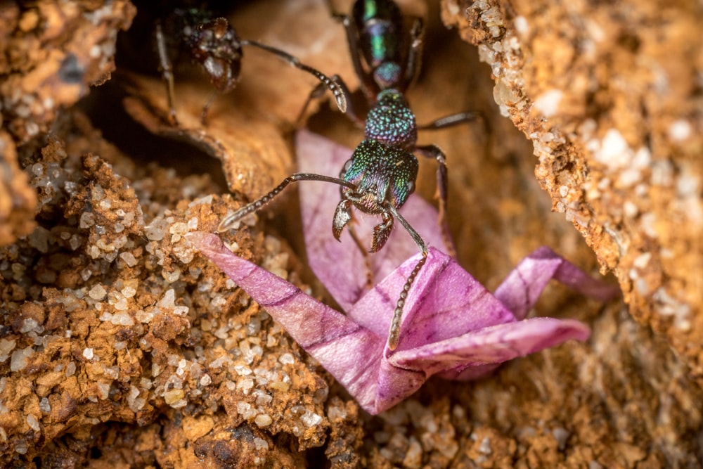 green and black ant on pink flower petals