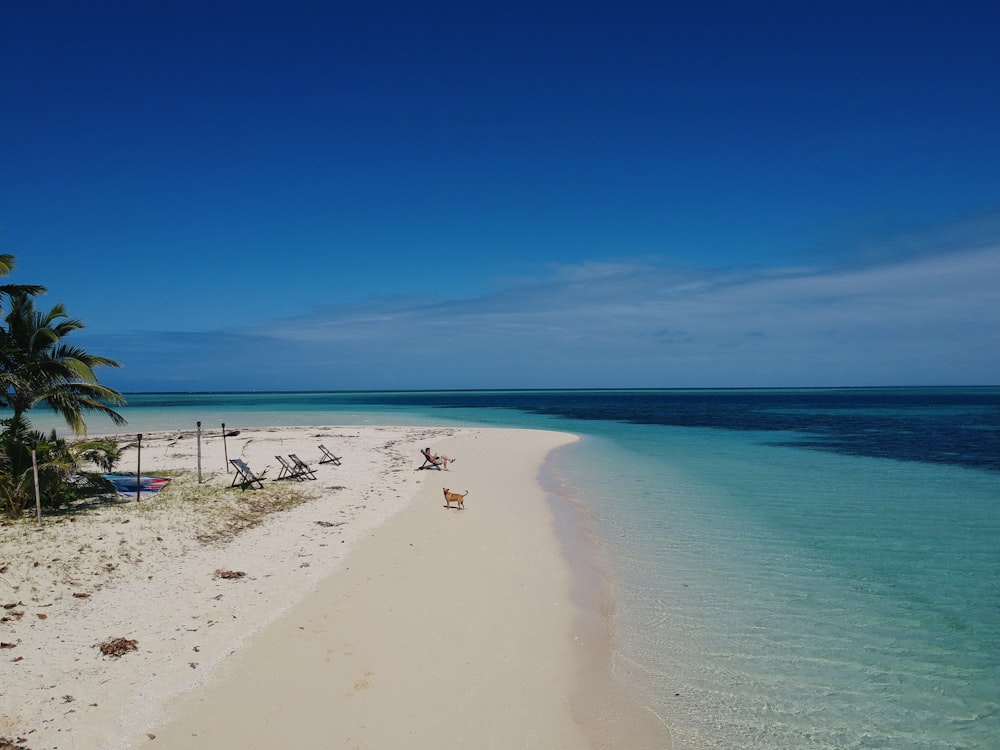 people on beach during daytime