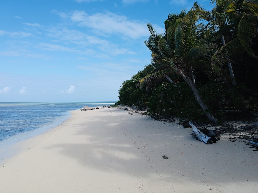 green palm trees on beach during daytime