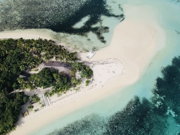 aerial view of green trees beside body of water during daytime