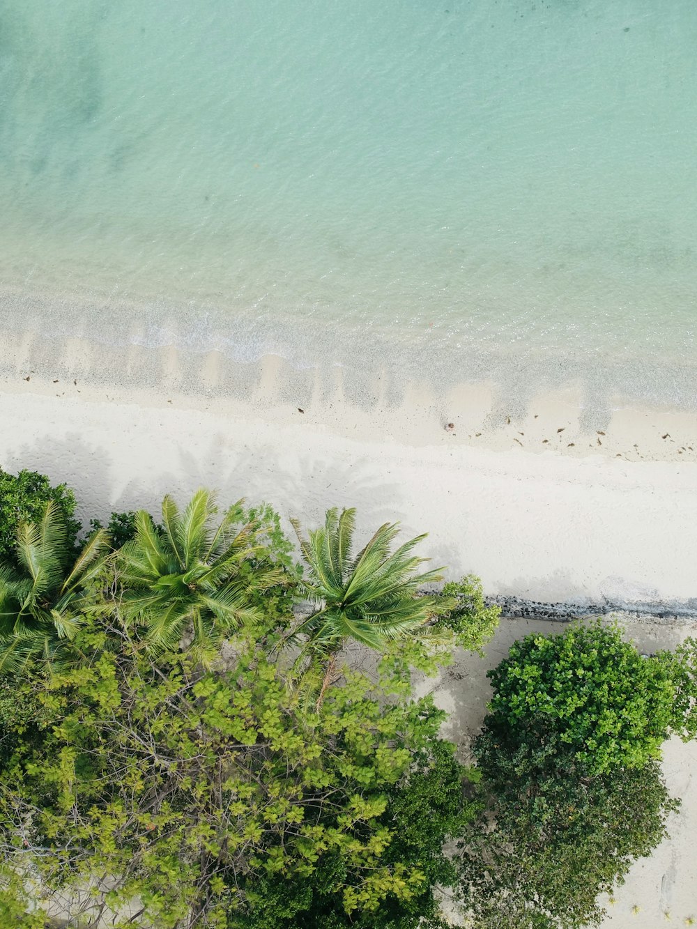 green palm trees near seashore during daytime