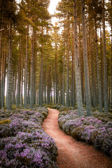 A dirt path winding through a tall pine forest with purple heather