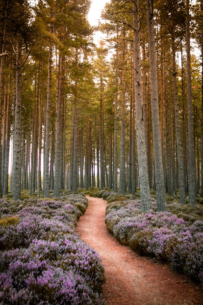 Clear path forward symbolizing support for mental health, wellness, and personal growth with LaQuita