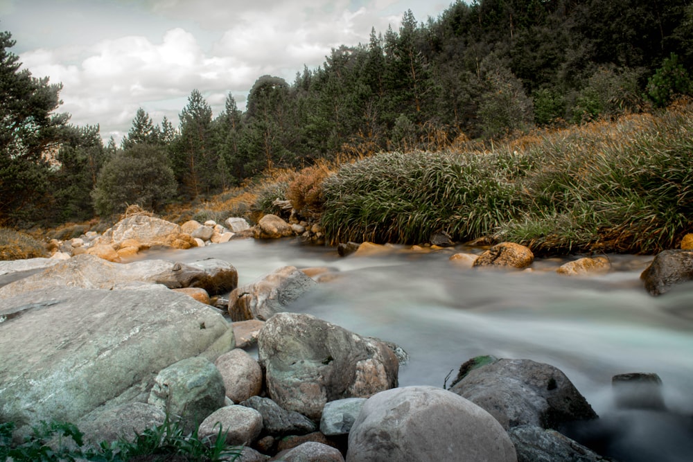 grama verde e rochas cinzentas perto do rio durante o dia