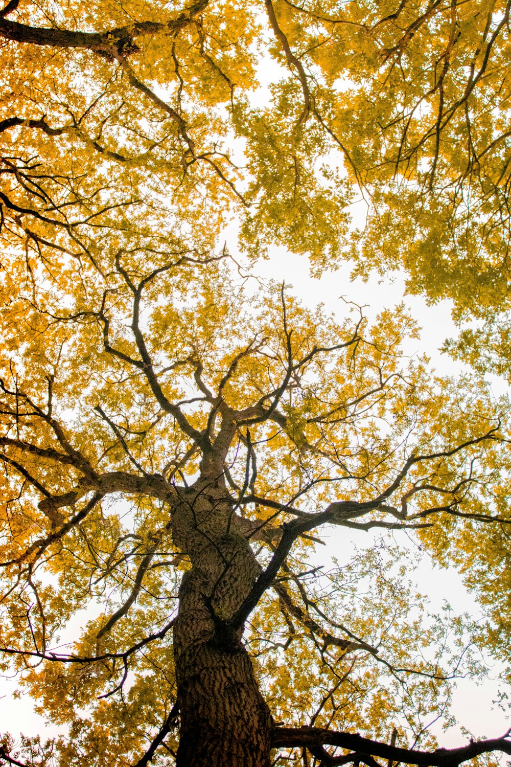 yellow and green leaf trees