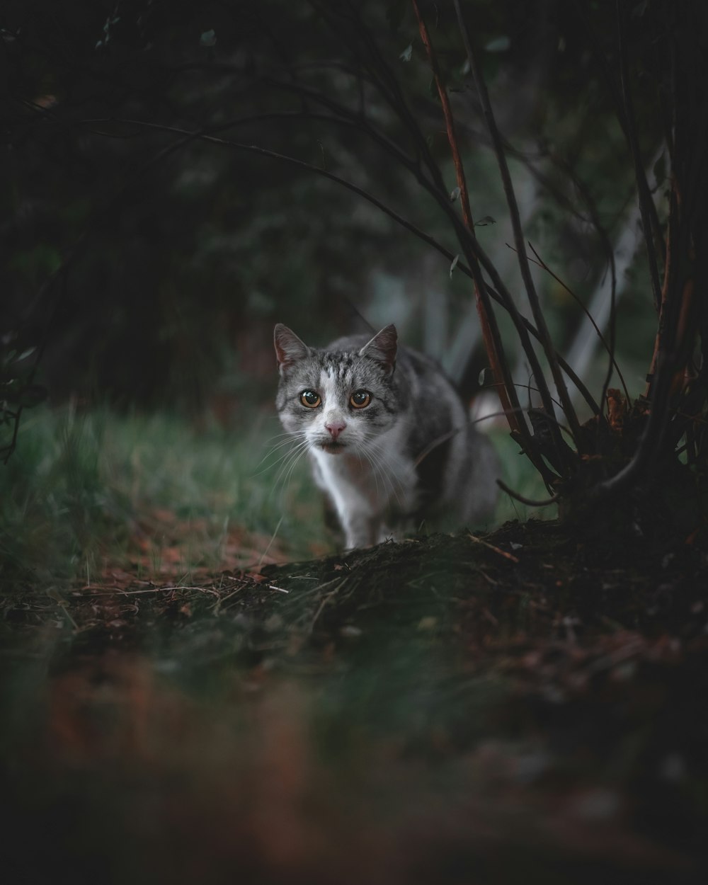 gato branco e preto na grama marrom