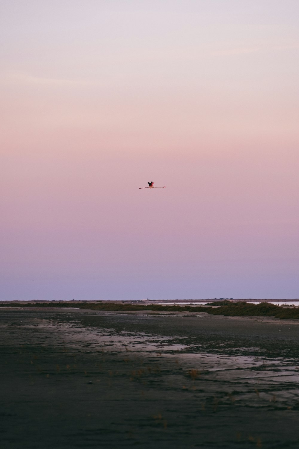 Pájaro volando sobre el mar durante el día
