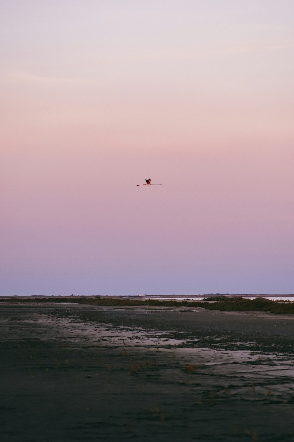 Vogel, der tagsüber über das Meer fliegt