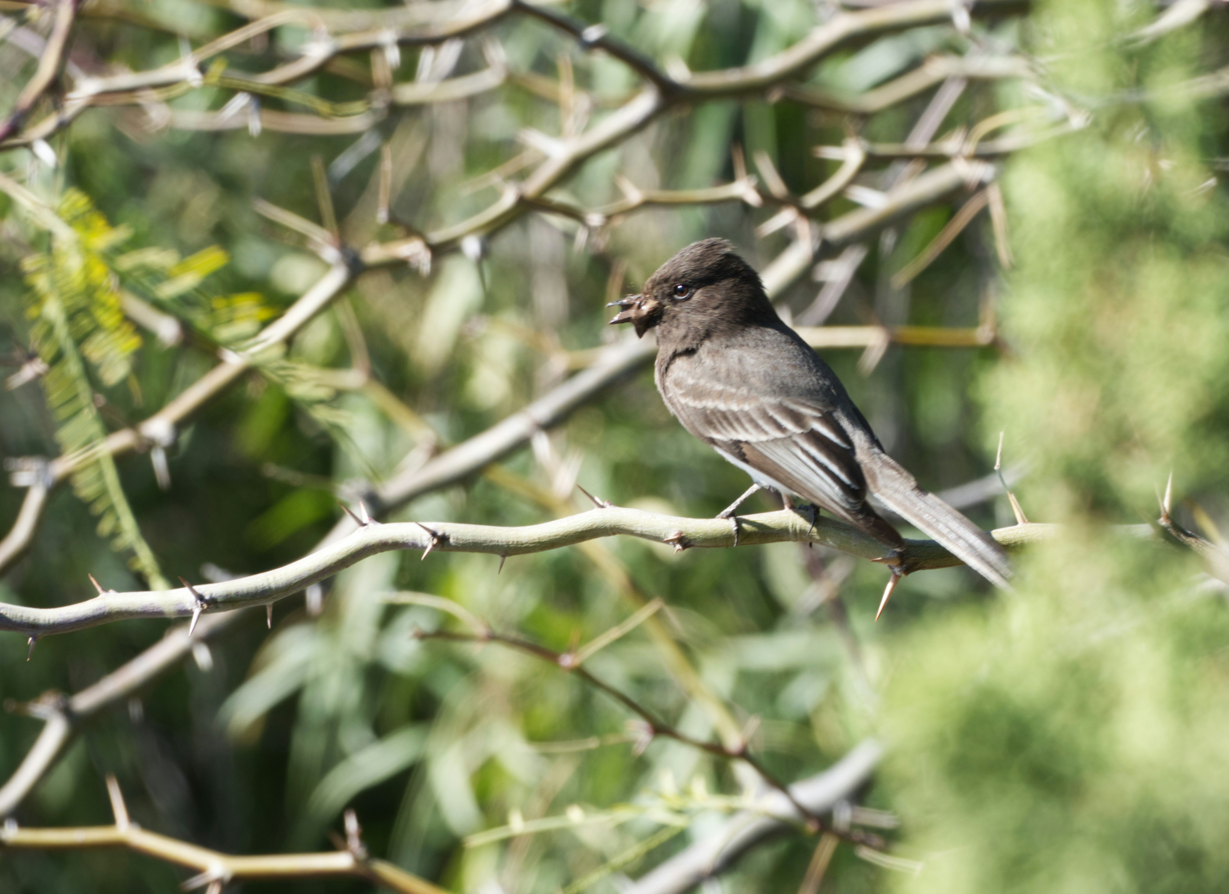 pájaro gris en la rama de un árbol durante el día