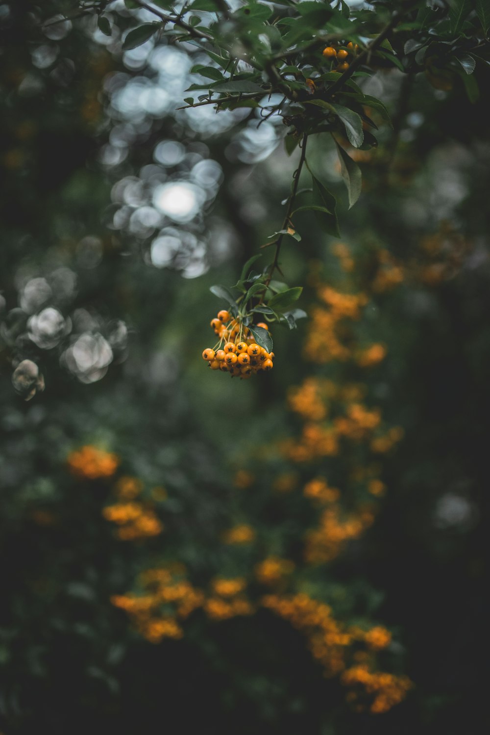 Fleurs jaunes dans lentille à décalage inclinable