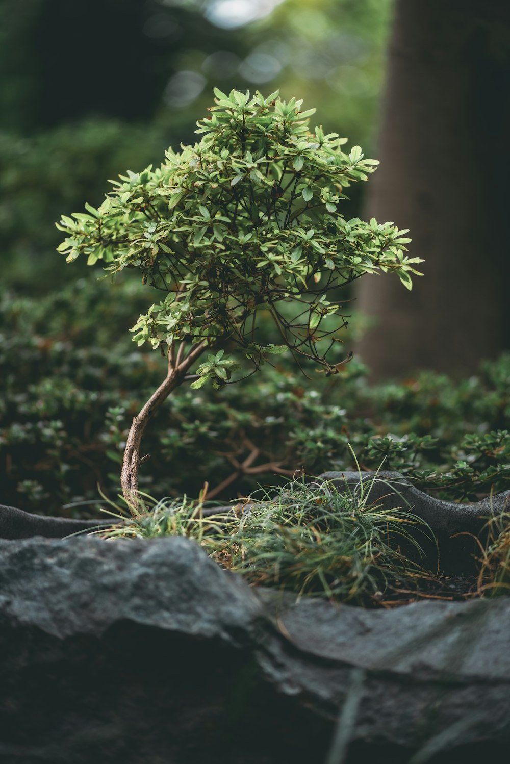 灰色の岩の上の緑の植物