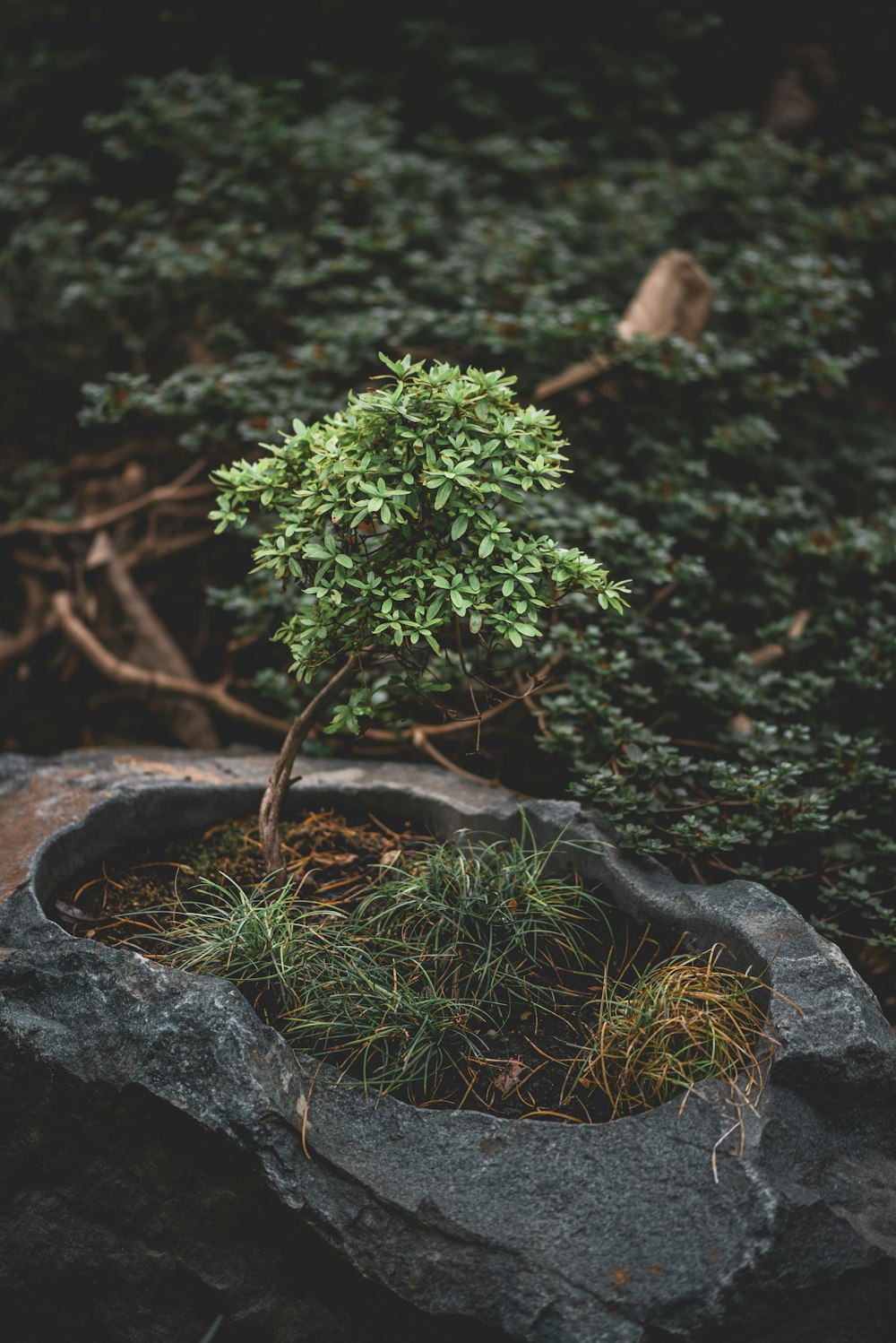 green plant on black rock