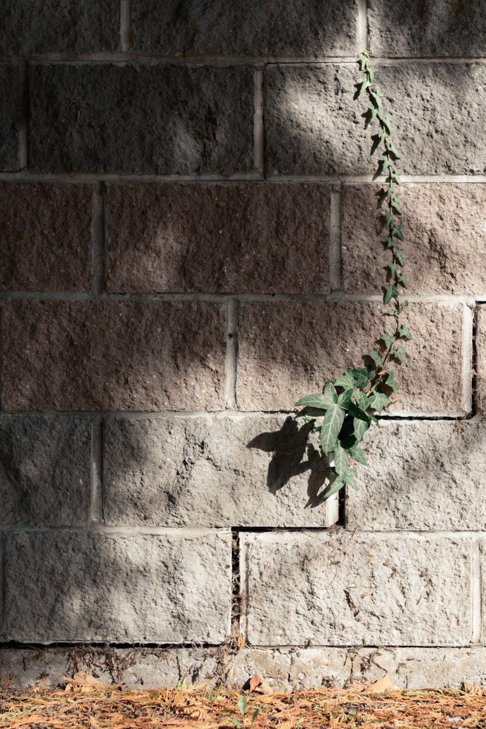 green plant on brown brick wall