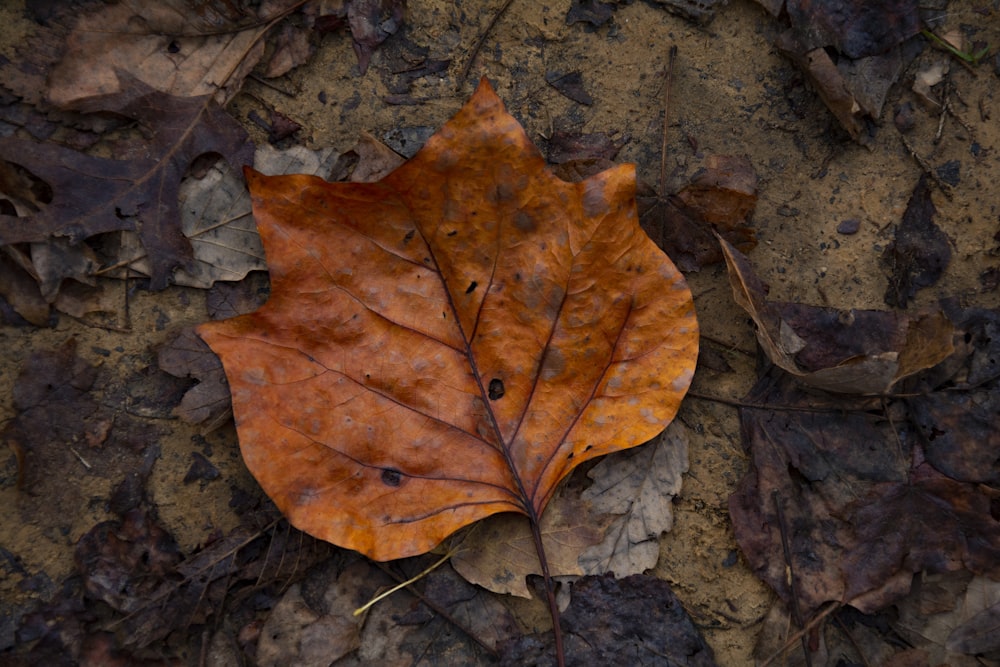 brown maple leaf on brown soil