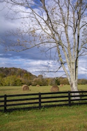 brown wooden fence near bare tree under blue sky during daytime