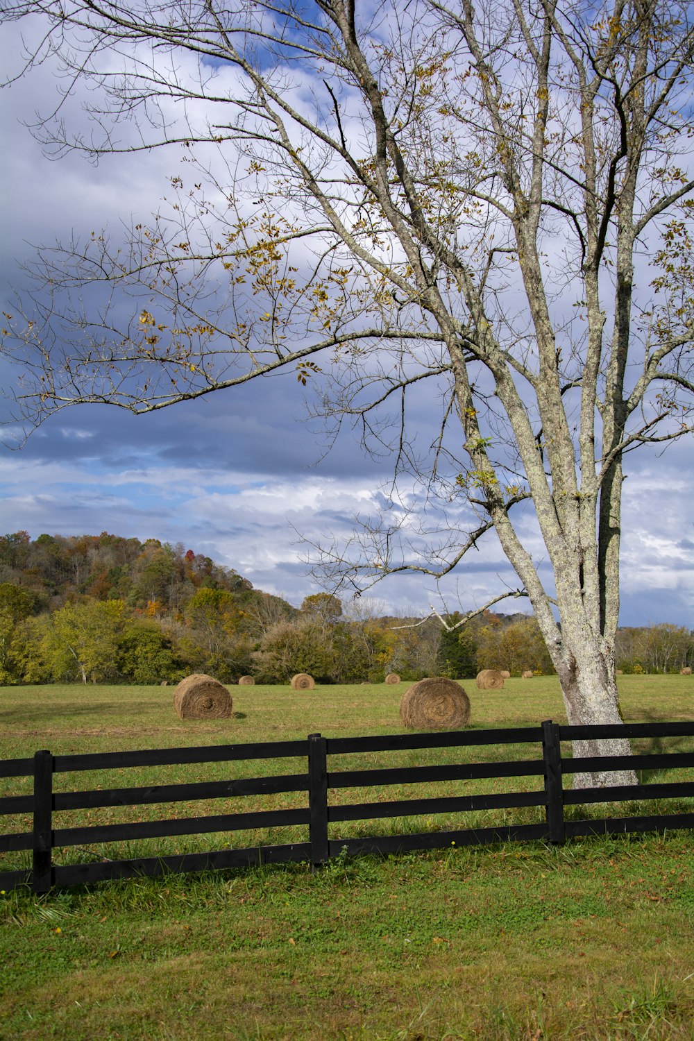 brown wooden fence near bare tree under blue sky during daytime