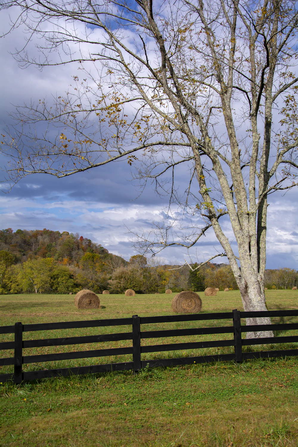 Wood fence beside a bare tree under a blue sky