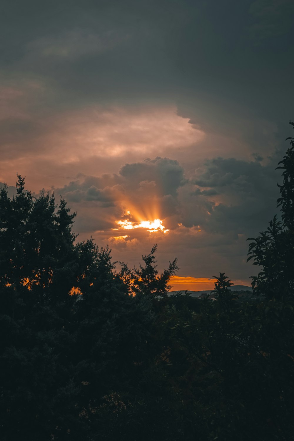 silhouette of trees during sunset