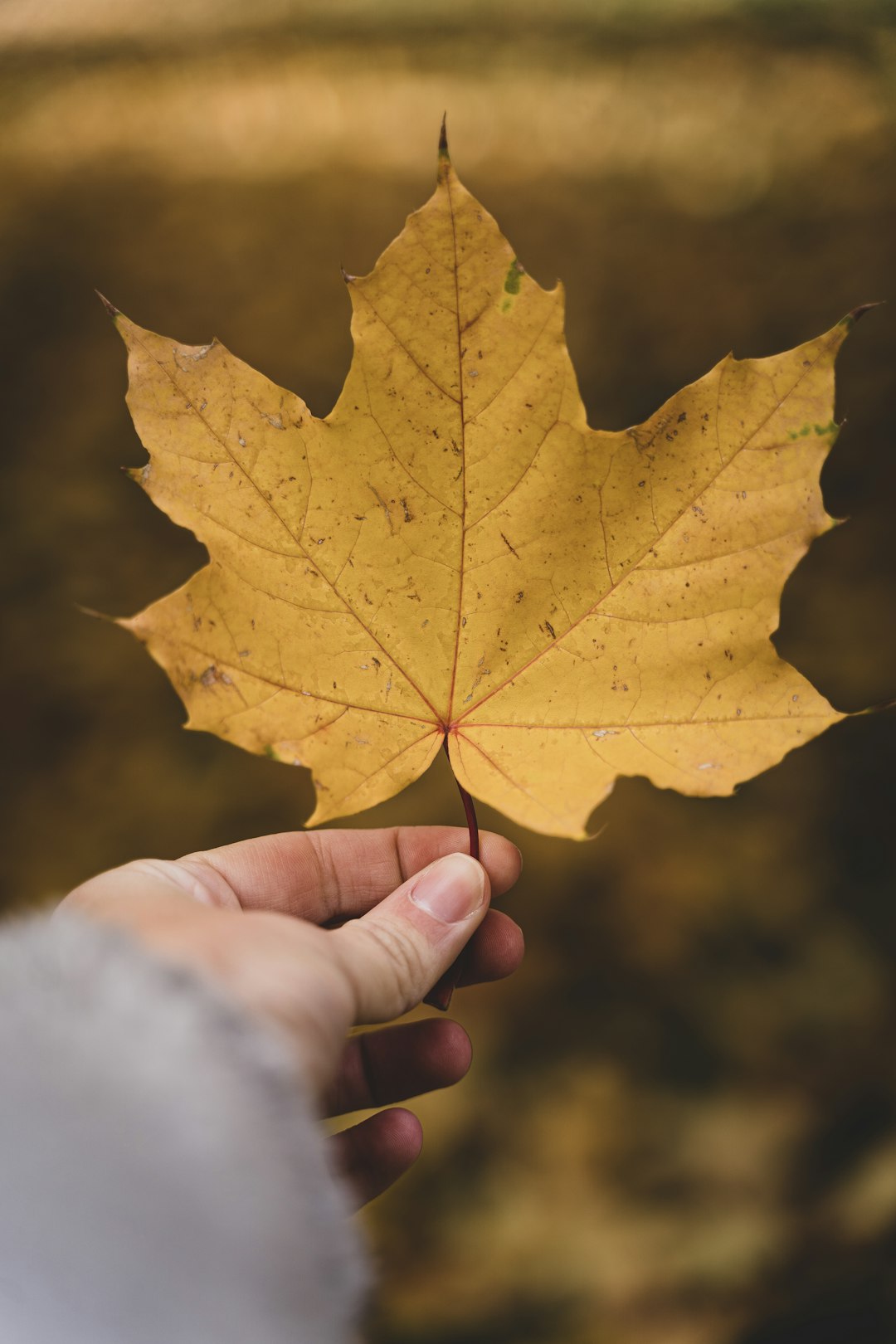 person holding yellow maple leaf