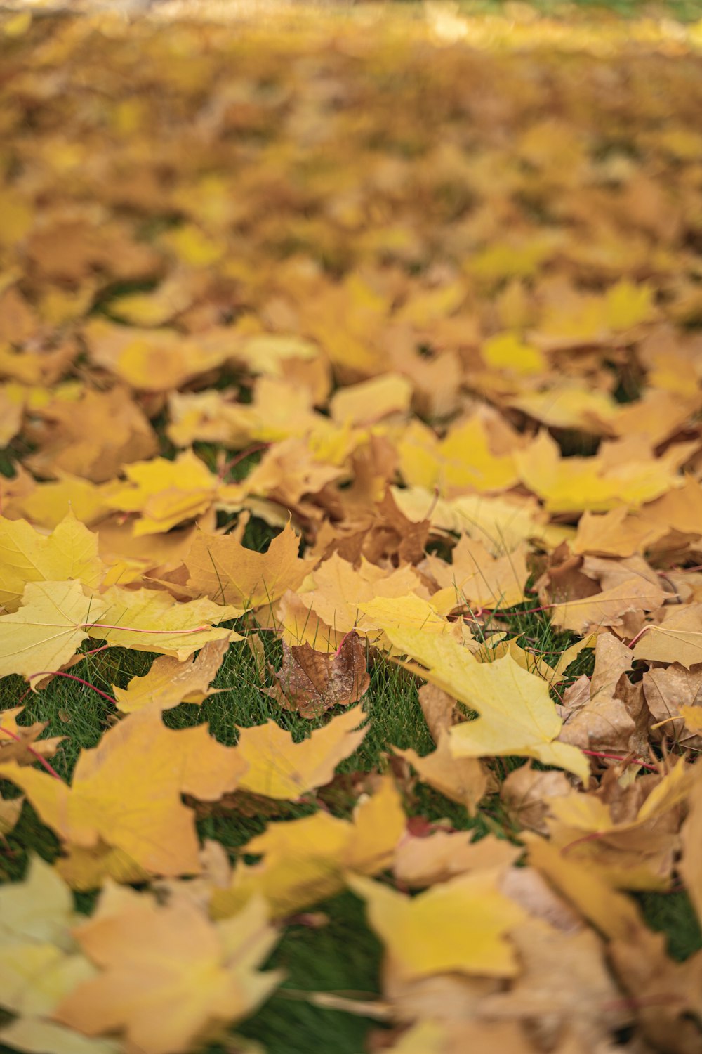 brown dried leaves on ground