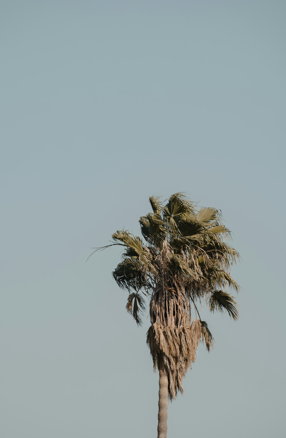 Árbol verde bajo el cielo blanco