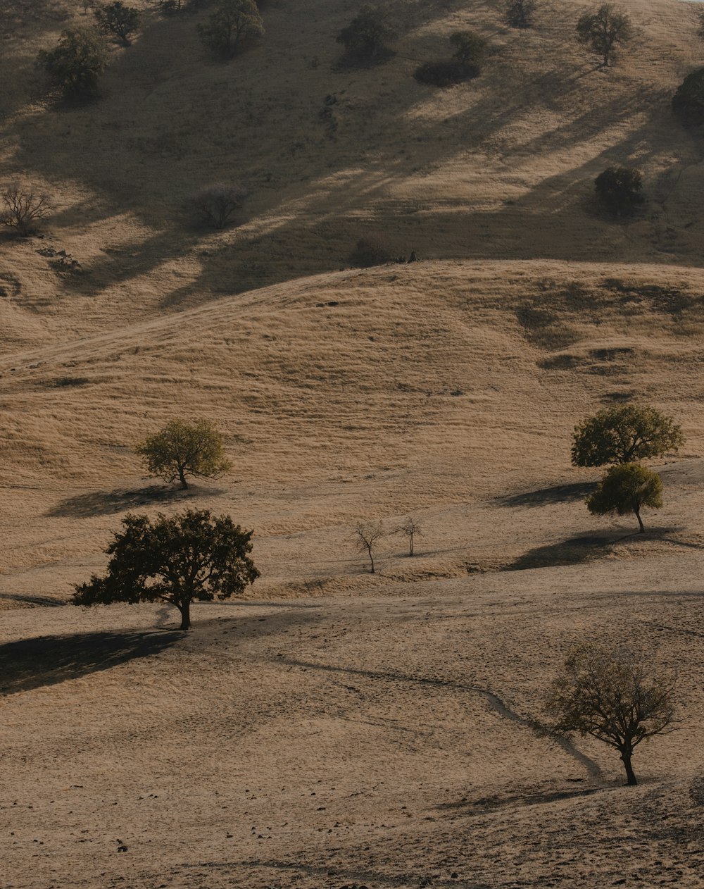 green tree on brown sand