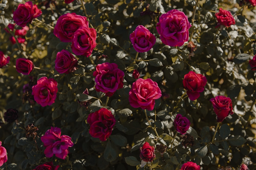 pink roses in bloom during daytime