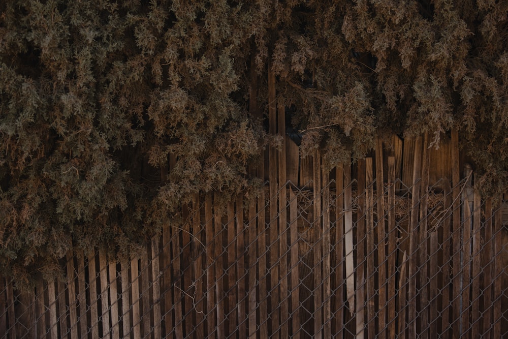 brown wooden fence near green trees during daytime