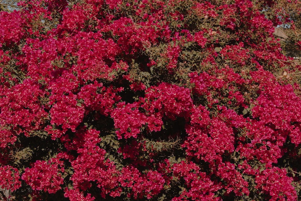 red leaves tree during daytime