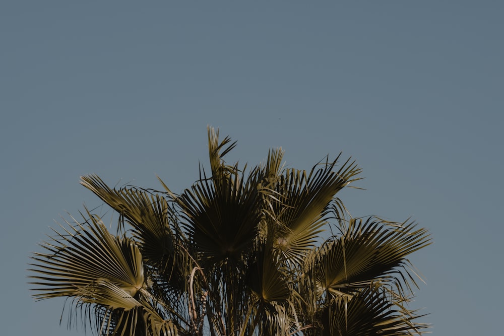 green palm tree under blue sky during daytime