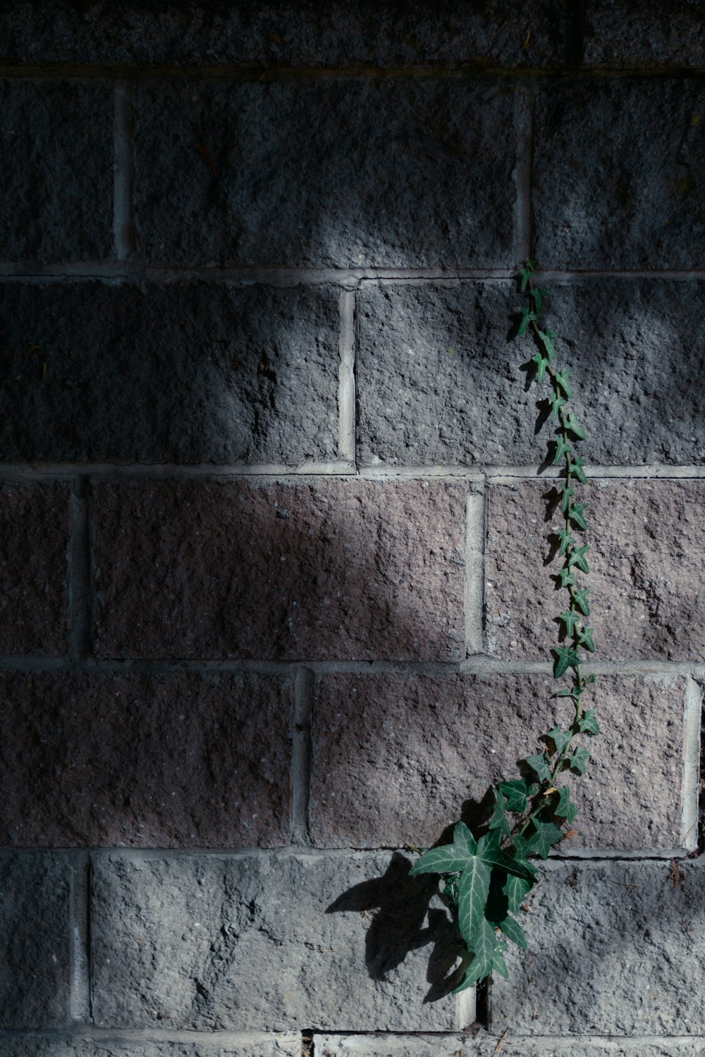 green vines on gray concrete wall