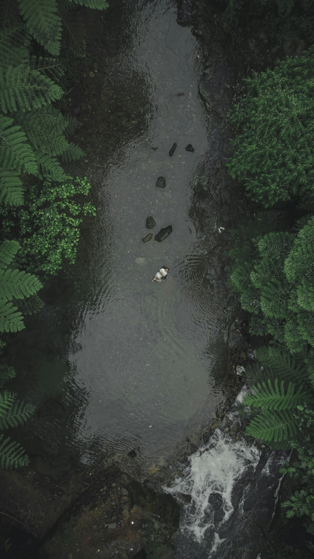 green water lilies on water