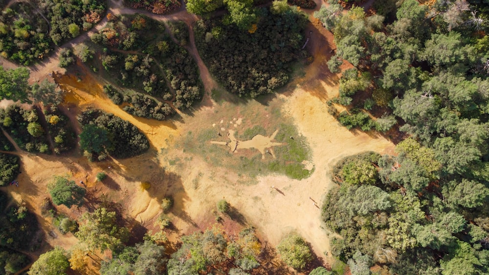 aerial view of green trees and brown sand