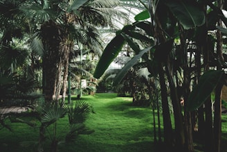 A lush, indoor tropical garden filled with tall palm trees and broad-leafed plants under a glass roof. The ground is covered in green grass, creating a dense and vibrant environment.
