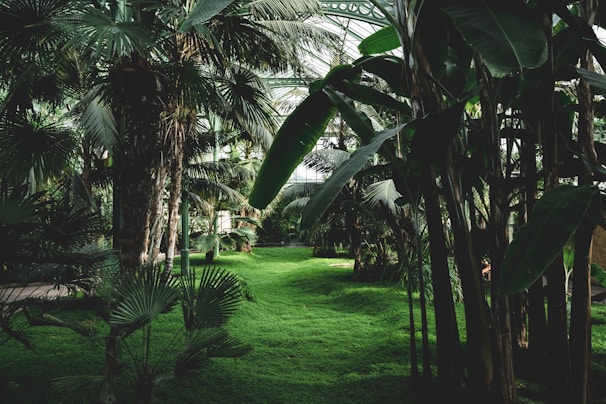 A lush, indoor tropical garden filled with tall palm trees and broad-leafed plants under a glass roof. The ground is covered in green grass, creating a dense and vibrant environment.