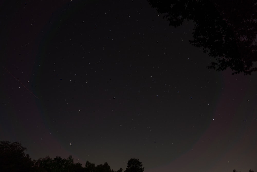 silhouette of trees under starry night